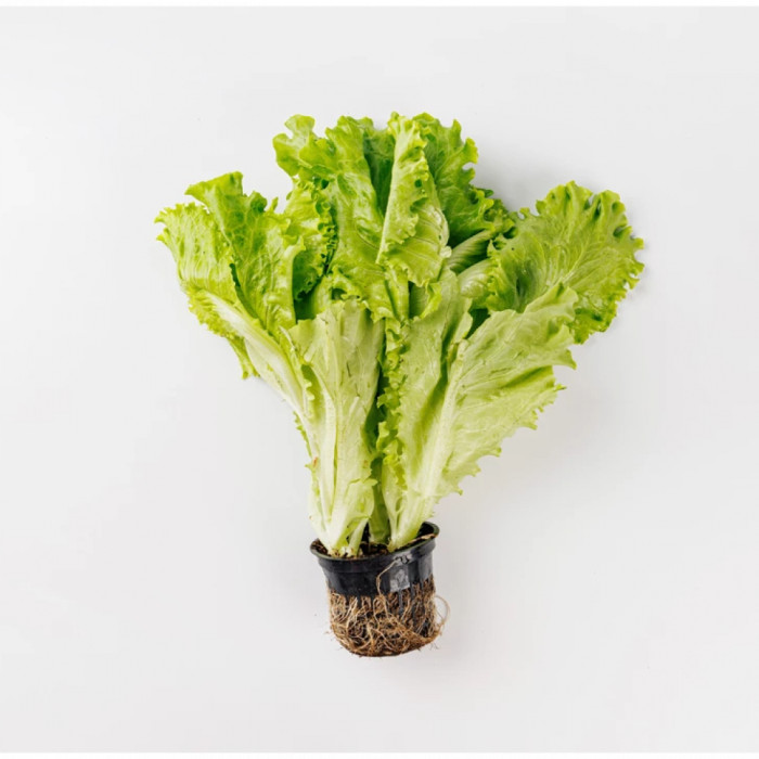 Lettuce