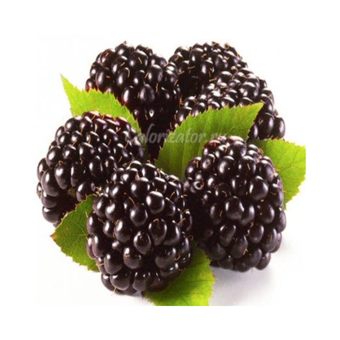 777ЕЖЕВИКА ШТ
