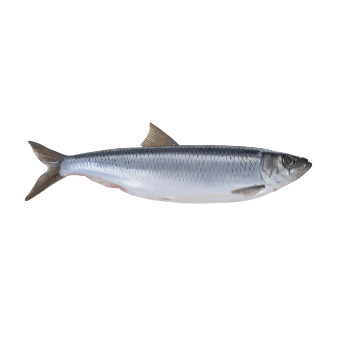 herring premium