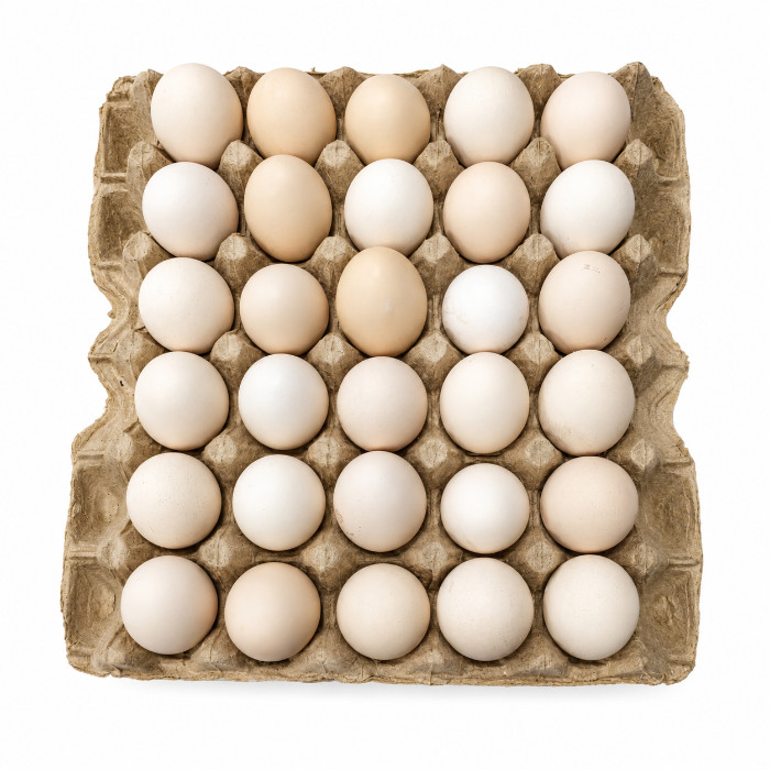 EGG
